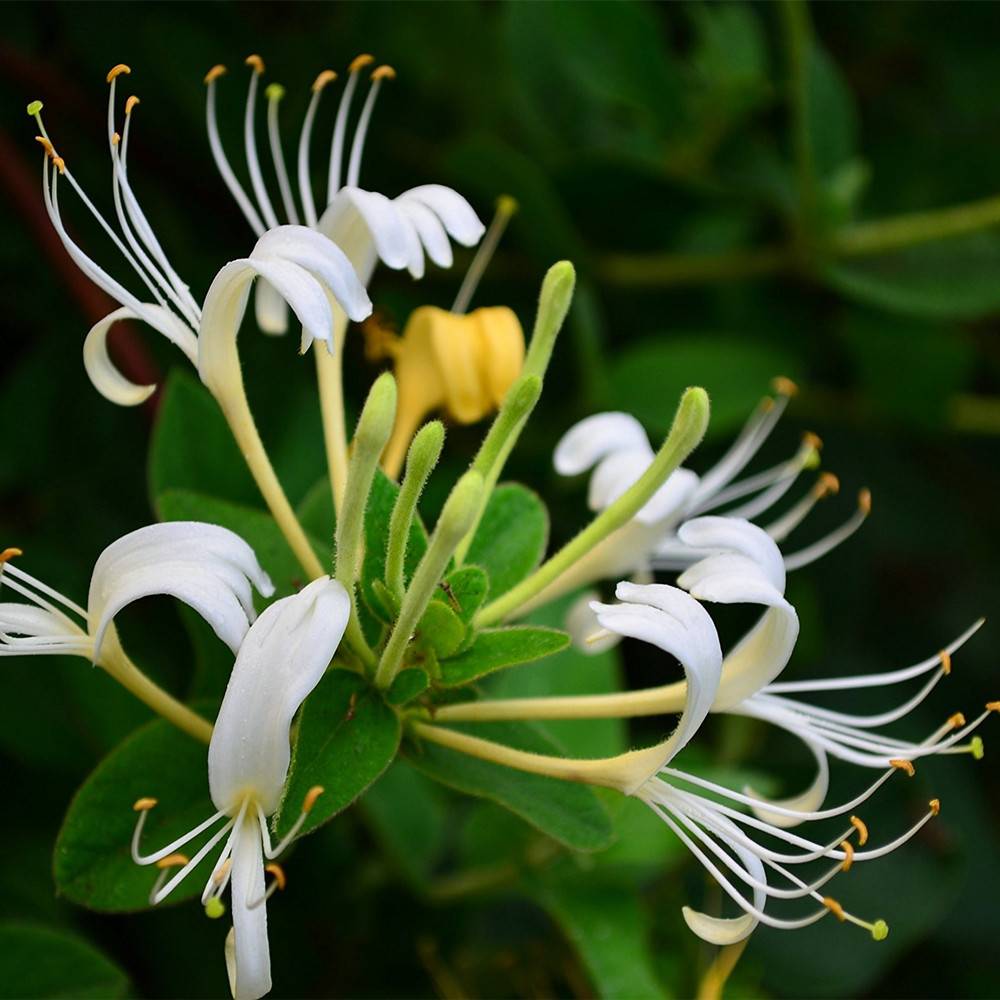 Honeysuckle Extract 30ml