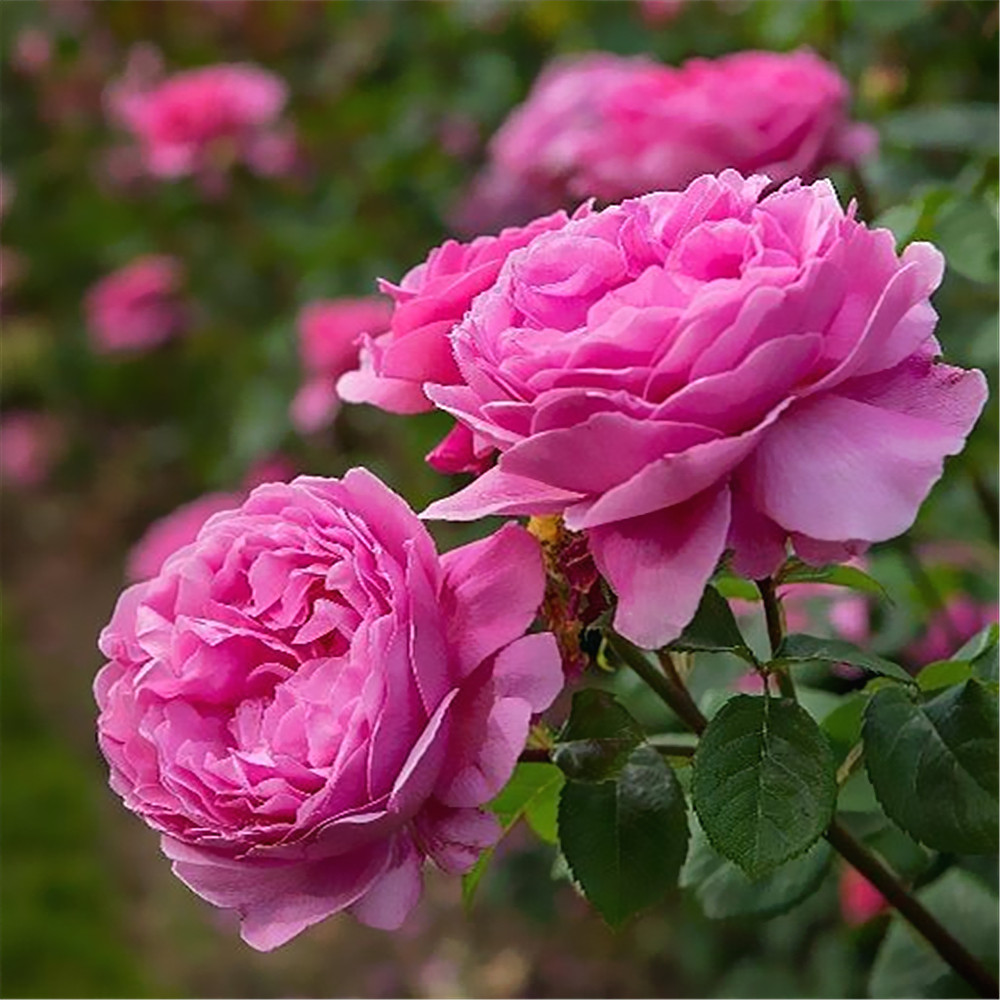 Damask Rose Hydrosol 5000ml